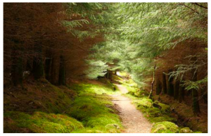 Light illuminates a dirt pathway in a forest; the trees around the pathway are shaded.