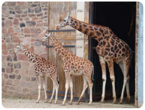 A row of three giraffes, ranging from a small giraffe to a larger one, line up outside of a doorway.