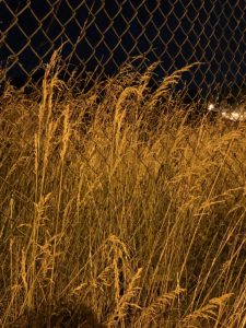Golden grass at night next to a chain-link fence.