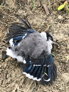 A dead gray and blue bird on the dirt with its wings spread out.
