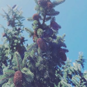 Hazy image of a branch of a pine tree with pine cones, the blue sky is in the background.