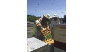 Indoor 'queen banking' could help beekeepers deal with changing climate, WSU Insider