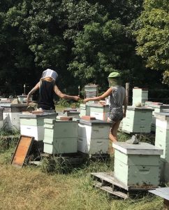 Two figures with backs to camera stand among beehives outside