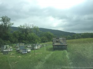 Distance shot of apiary