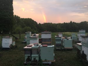 Apiary at dusk