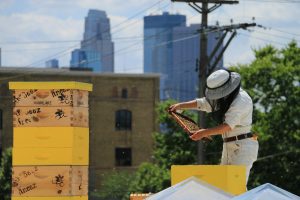 Kristy Lyn Allen inspects a bee frame in a beekeeper hat & face net against a city backdrop