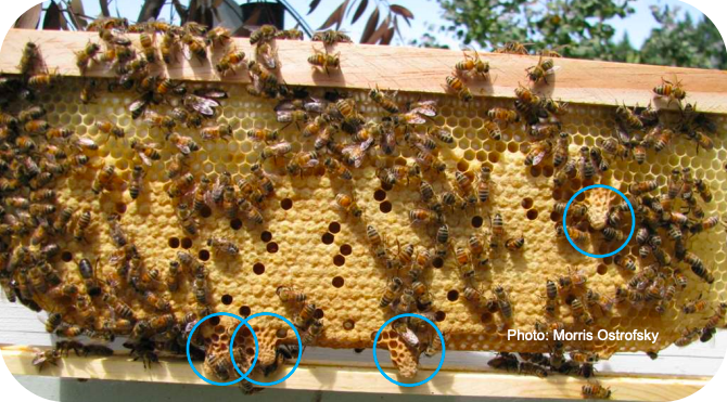 Closeup of worker honey bees on comb