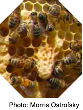 Closeup of honey bees on comb