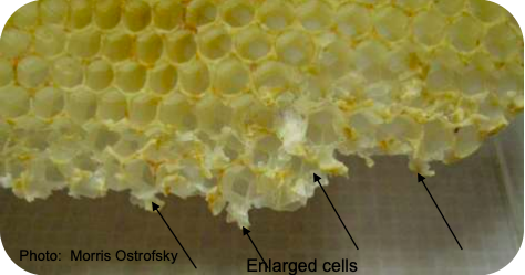Close up of queen cells with arrows pointing to enlarged cells