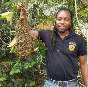 Alwyn Simeina in black polo that reads Oxx Beekeeping holds up a swarm on a branch