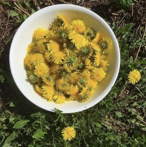 Yellow dandelion heads in a white bowl on the ground
