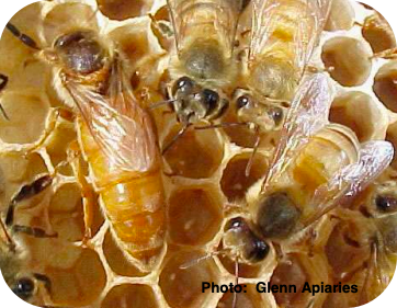 Close up of honey bees on comb