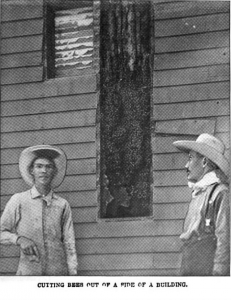 Magazine page of Leung Chung, Gleanings in Bee Culture, Volume 34. 1906 with text reading "Cutting Bees Out of a Side of a Building"