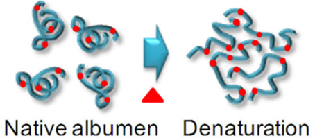 Proteins of an egg denaturing.