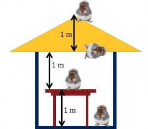 Squirrels as described in the problem