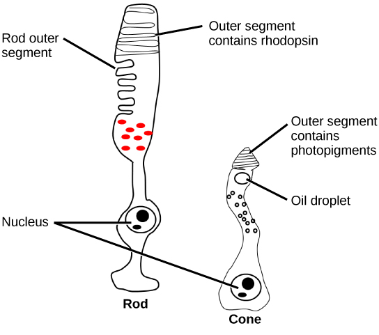 Rods and Cones of the eye.