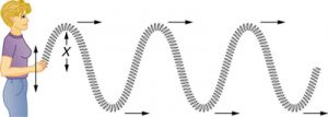 A transverse wave moving up and down perpendicular to the wave's motion on the slinky.