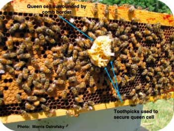 Graft-Free Queen Rearing by Morris Ostrofsky – Radicalize the Hive