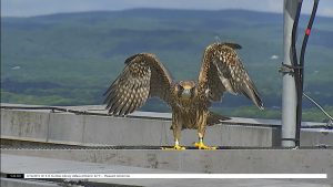 Juvenile peregrine falcon spreading its wings standing on roof of Du Bois Library.