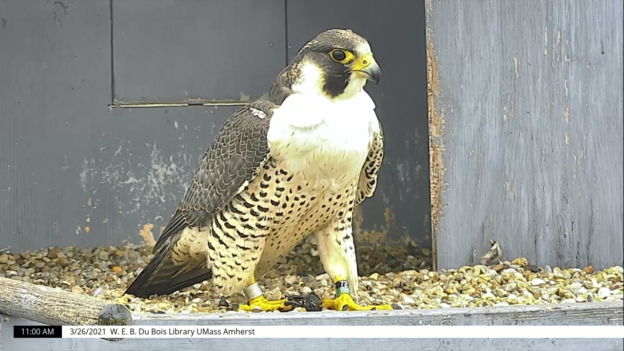 Adult female peregrine falcon standing in nest box.
