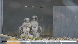 2 peregrine falcon chicks sitting next to each other in nest. 1 (female) is clearly larger than the male.
