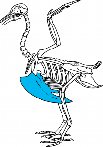 Illustration of bird skeleton with keel highlighted.