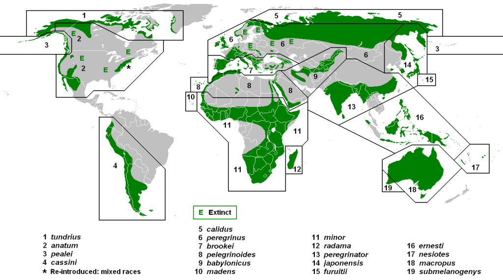 World map with peregrine falcon subspecies.