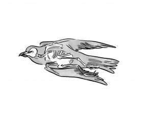 Illustration of falcon with skeletal system.