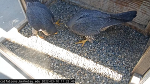 Two peregrine falcons bowing their heads to each other in a nest