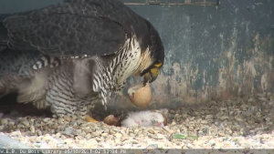 Peregrine Falcon holding half of an egg of a newly hatched chick over a white fluffy chick