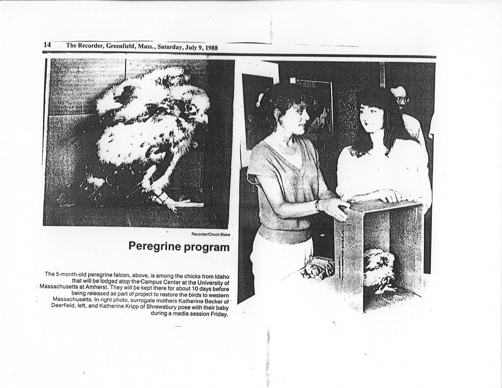 Photos in "The Recorder" of peregrine falcon chick and the 2 students taking care of them.