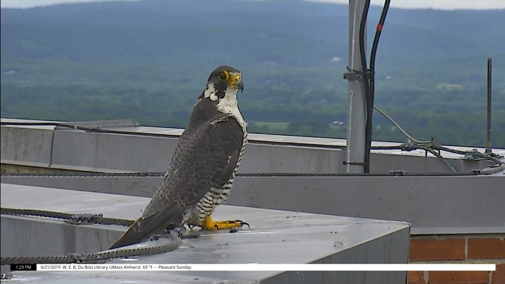 Adult peregrine falcon with gray and white coloring standing on roof.