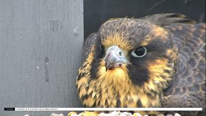 Closeup of juvenile falcon's face, where the nares are clearly visible.