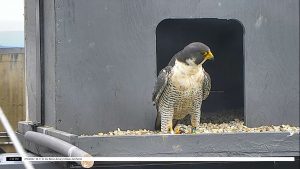 Adult male peregrine falcon (45/BU) standing in nest box.