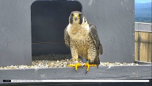 Adult female peregrine (72/BV) standing in nest box.