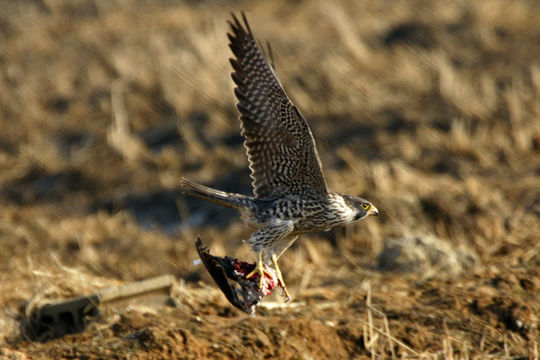 Falco peregrinus japonensis holding prey with wings outstretched.