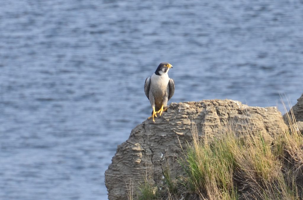 Falco peregrinus calidus perched on rock by shoreline.