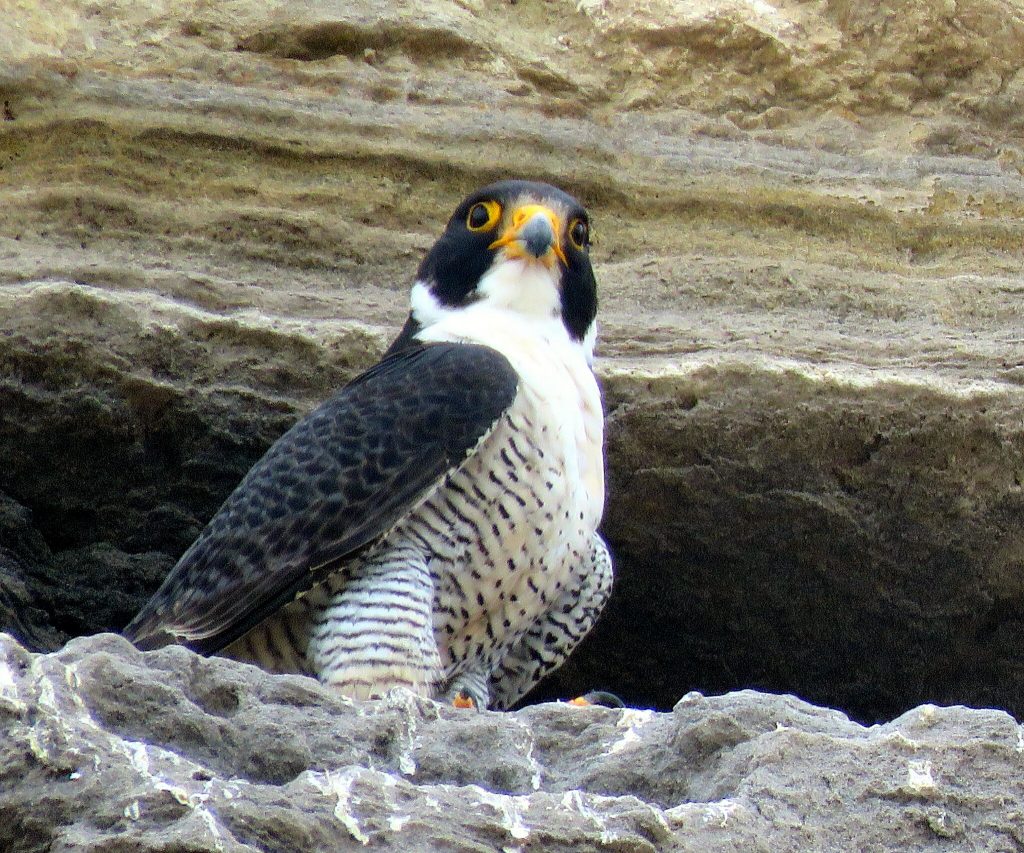 Falco peregrinus cassini perched on cliff.
