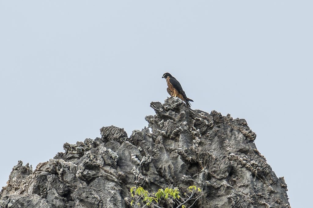 Falco peregrinus ernesti perched on rock.
