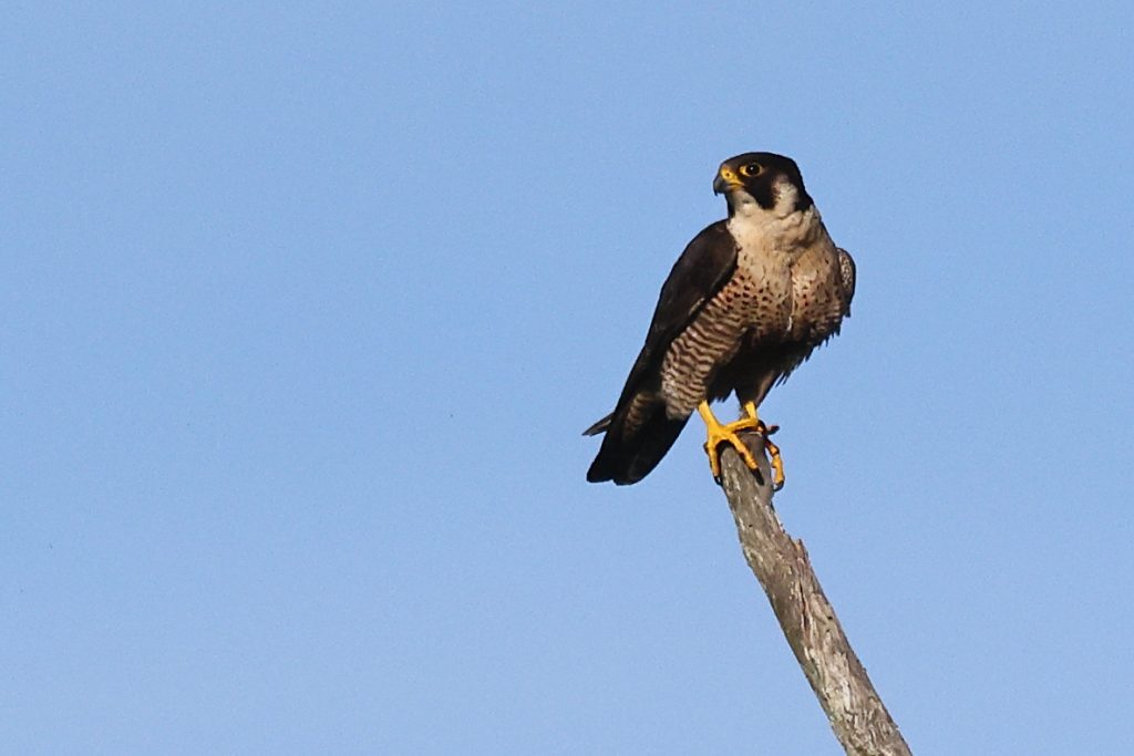 Falco peregrinus minor perched on tree branch.