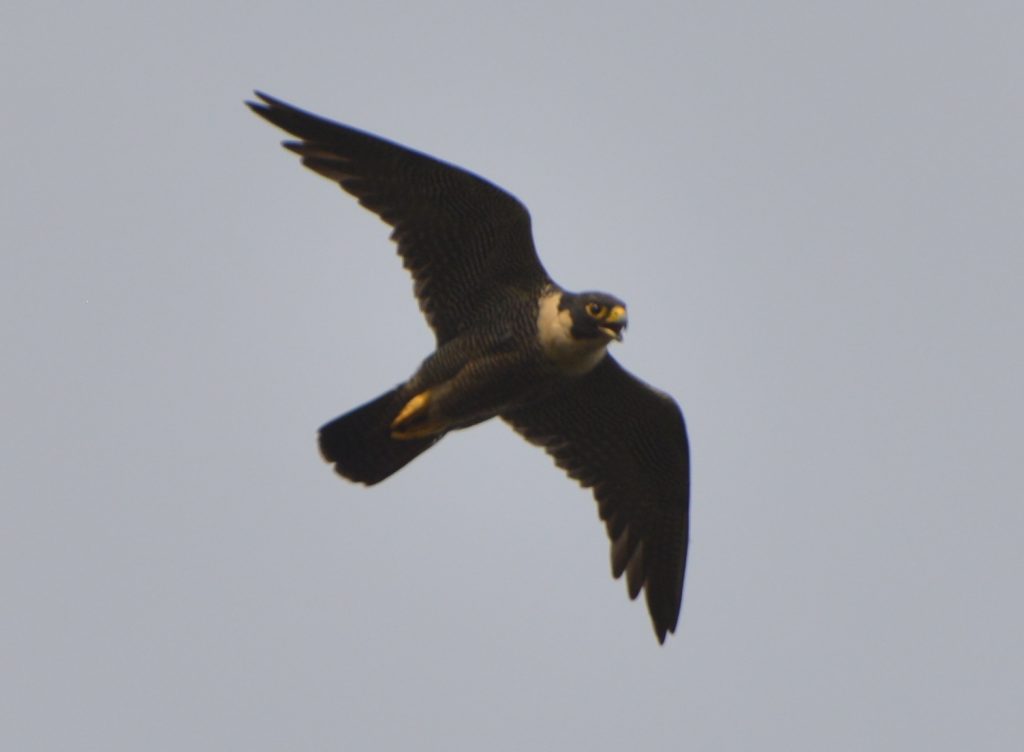 Falco peregrinus nesiotes flying.