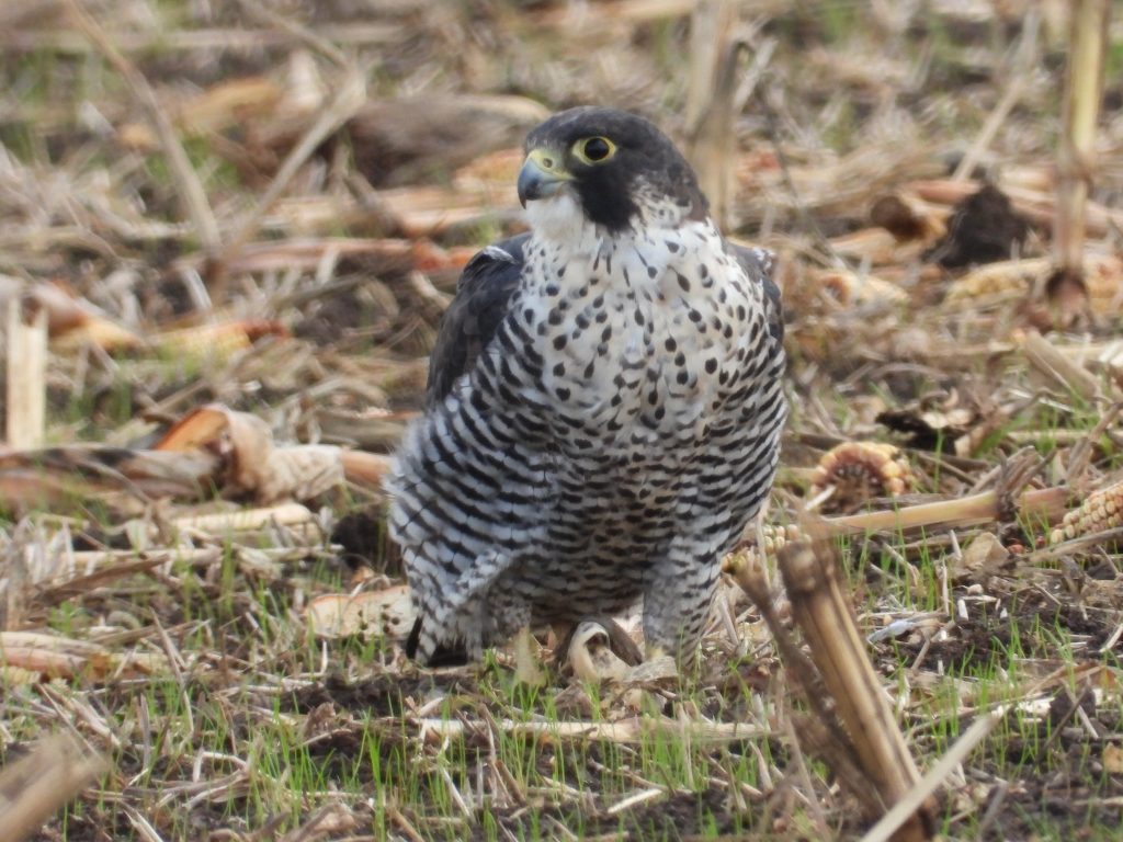 Falco peregrinus pealei standing on ground.