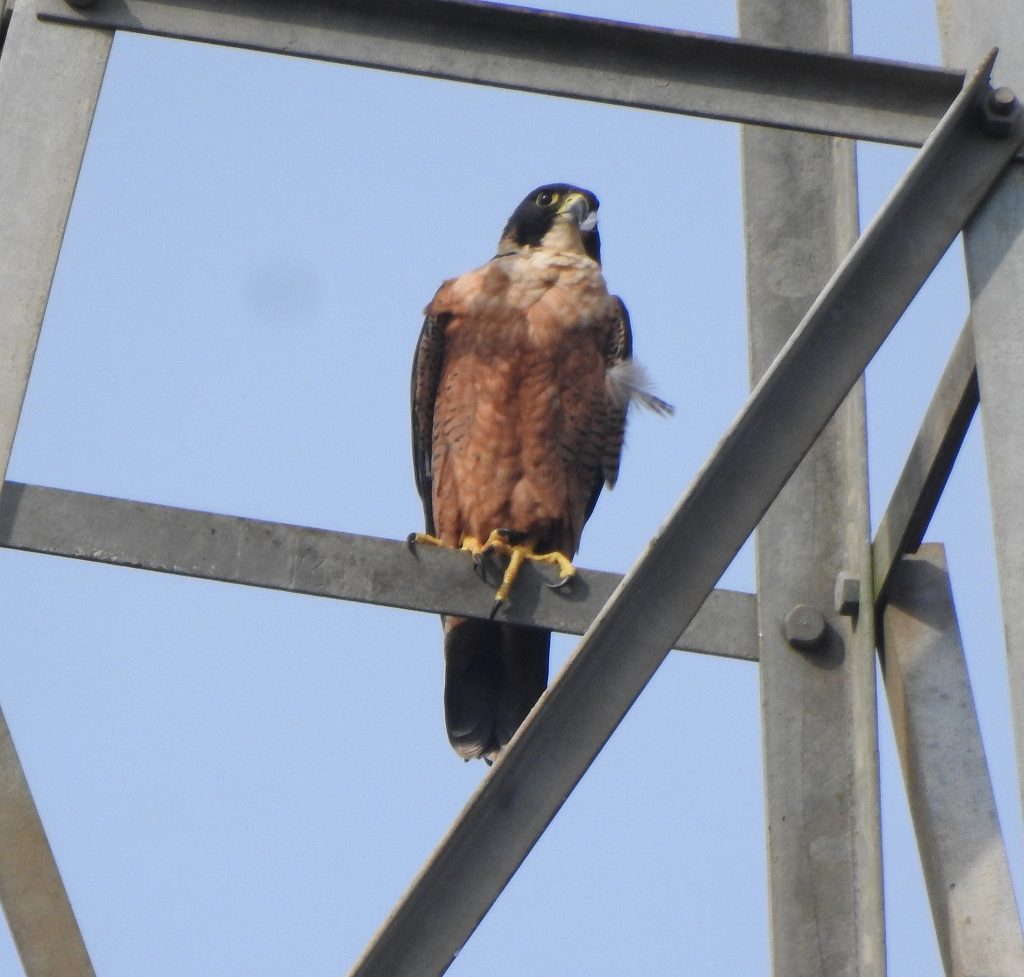 Falco peregrinus peregrinator perched on construction scaffolding.