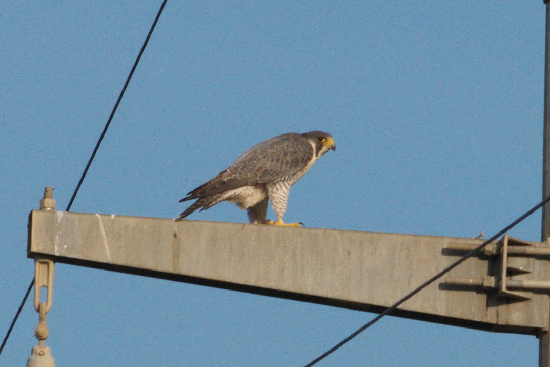 Falco peregrinus peregrinus perched on telephone pole.