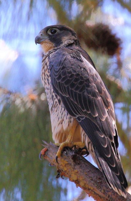 Falco peregrinus radama perched on branch.