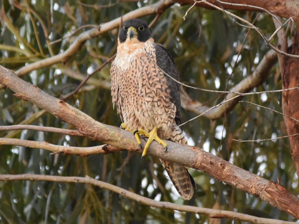 Falco peregrinus submelanogenys perched in tree.