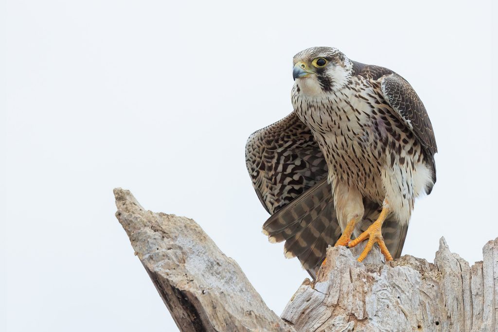 Falco peregrinus tundrius perched on broken tree.